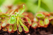 Drosera binata