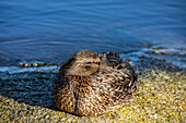 sleeping duck