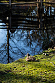 Duck on the pond shore