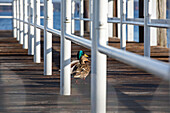 Ducks on footbridge