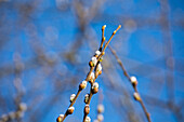 Willow catkins