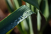 Leaf with water droplets