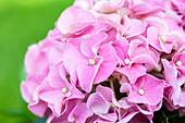 Hydrangea macrophylla, rosa