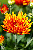 Chrysanthemum hortorum, orange