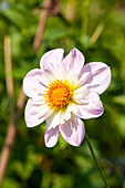 Dahlia 'Teesbroke Audrey'