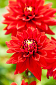 Dahlia, red