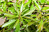 Pieris japonica 'Ralto Rose'