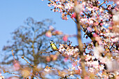 Blue tit on flowering cherry