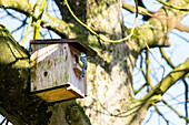 Nesting box with blue tit