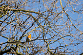 Robin on a branch