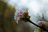 Viburnum x bodnantense 'Deben'