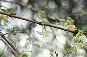 Lonicera fragrantissima