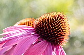 Echinacea purpurea, pink