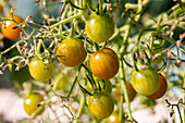 Solanum lycopersicum var. cerasiforme, yellow