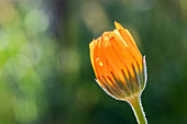 Calendula officinalis