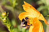 Bumblebee on flower