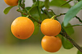 Citrus madurensis