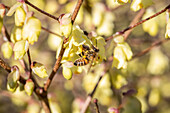 Corylopsis pauciflora