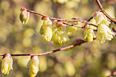 Corylopsis pauciflora