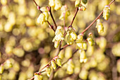 Corylopsis pauciflora