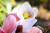 Helleborus Hybride 'HGC® Pink Frost'