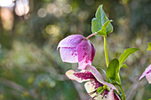 Helleborus Hybride 'Spring Promise Charlotte'