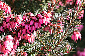 Erica darleyensis 'Pink Harmony'