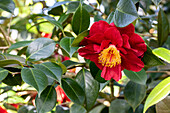 Camellia japonica 'San Dimas'