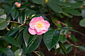 Camellia japonica 'Dr Tinsley'