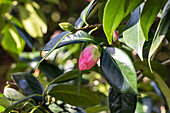 Camellia japonica 'Dr. Tinsley'