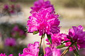 Rhododendron dauricum 'Boskoop Ostara'
