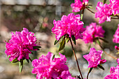 Rhododendron dauricum 'Boskoop Ostara'