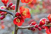 Chaenomeles japonica