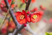 Chaenomeles japonica 