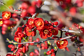 Chaenomeles japonica 