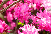 Rhododendron dauricum 'Boskoop Ostara'