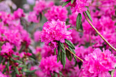 Rhododendron dauricum 'Boskoop Ostara'