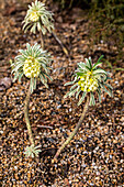 Euphorbia characias 'Tasmanian Tiger'