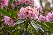 Rhododendron calophytum