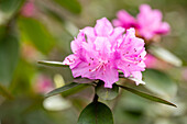 Rhododendron, pink