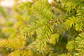 Taxus baccata