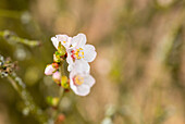 Prunus tomentosa 'Orient'