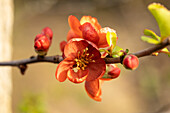 Chaenomeles japonica 'Cido'®