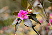 Rhododendron carolinianum