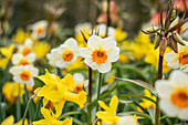 Narcissus, white-orange