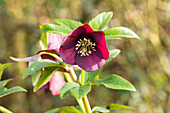 Helleborus orientalis ssp. abchasicus