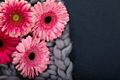 Gerberas on blanket