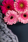 Gerberas on blanket