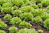 Saxifraga x arendsii 'Peter Pan'