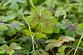 Geranium x oxonianum 'Katherine Adele'